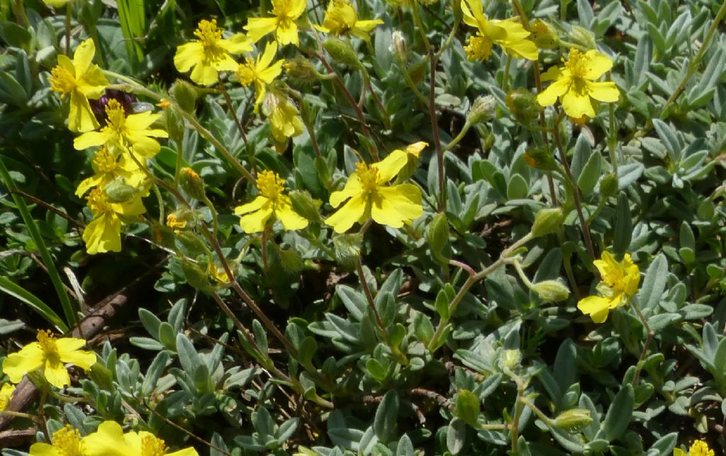 Helianthemum oelandicum subsp. incanum / Eliantemo rupino